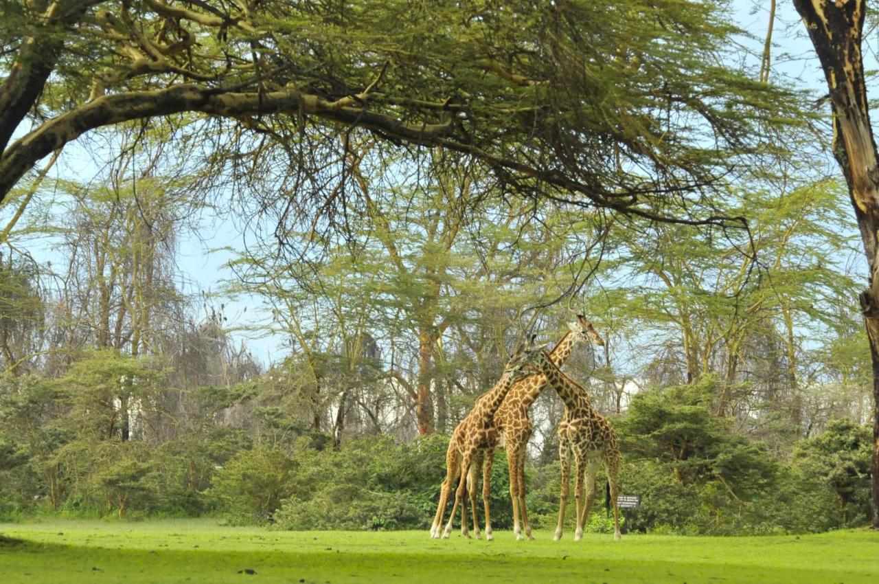 Lake Naivasha Sopa Resort Eksteriør bilde